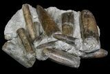 Fossil Belemnite (Paxillosus) Cluster - Mistelgau, Germany #139010-2